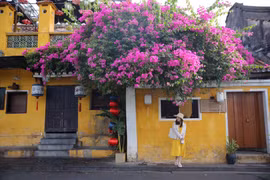 Mùa hoa giấy phủ rực phố cổ Hội An, giới trẻ đổ xô check-in