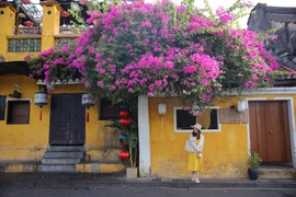 Mùa hoa giấy phủ rực phố cổ Hội An, giới trẻ đổ xô check-in