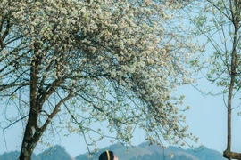 Mùa hoa sơn tra phủ trắng triền núi, Tà Xùa hút khách du lịch