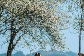 Mùa hoa sơn tra phủ trắng triền núi, Tà Xùa hút khách du lịch