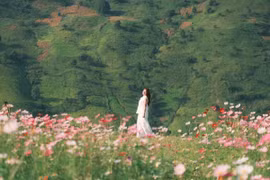 Đồi hoa cánh bướm khoe sắc giữa núi rừng Tà Xùa hút các nàng thơ đến check-in