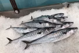 Cẩn trọng với 3 loại cá rẻ tiềm ẩn nhiều độc tố nguy hiểm