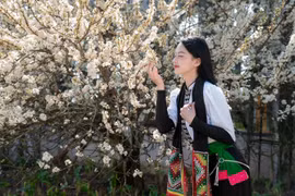 Mận trắng nở rộ trên đỉnh Fansipan, du khách mê mẩn như lạc chốn cổ tích