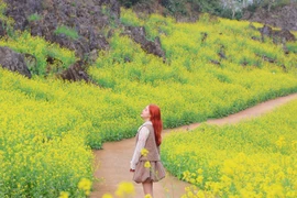 Suối Giàng khoác áo vàng, gọi mời lữ khách tới check-in