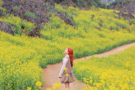 Suối Giàng khoác áo vàng, gọi mời lữ khách tới check-in