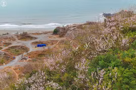 Hoa đỗ mai khoe sắc trên triền đồi Vũng Tàu, hút du khách đến 'săn' ảnh