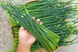 Loại rau dân dã mùa thu giúp thải độc gan, tăng sức đề kháng, dưỡng nhan