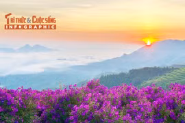 [INFOGRAPHIC] Săn sim tím giữa biển mây Sơn La