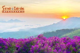 [INFOGRAPHIC] Săn sim tím giữa biển mây Sơn La