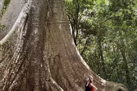 Hè về đến Nam Cát Tiên, trú nắng dưới tán rừng xanh mát