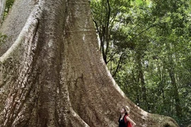 Hè về đến Nam Cát Tiên, trú nắng dưới tán rừng xanh mát