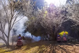 Lùng Phình mùa hoa mận trắng đẹp mê mẩn, hút khách check-in