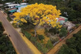Phượng vàng bừng nở trên phố núi Bảo Lộc, du khách tìm đến check-in