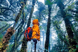 Chinh phục Phu Sa Phìn vượt rừng rêu, đón biển mây nơi đại ngàn Tây Bắc