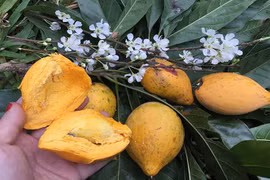 Loại quả quê xưa rụng đầy gốc, nay thành 'siêu thực phẩm' giá bạc triệu/kg