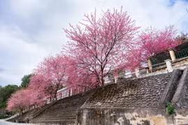 Sắc hồng mai anh đào rực rỡ tại Đồn Biên phòng Lũng Cú hút khách tới check-in