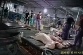 Bên trong cơ sở giết mổ heo bệnh. Ảnh nguoilaodong