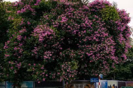 Bằng lăng nở rộ, "nhuộm" tím khắp phố phường Hà Nội 