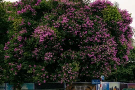 Bằng lăng nở rộ, "nhuộm" tím khắp phố phường Hà Nội 