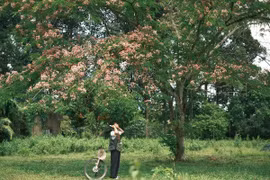 Hoa muồng đào tại Cát Tiên nở rộ hút khách về "săn" ảnh