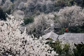 Hoa sơn tra nở trắng bản Nậm Nghẹp, tour khám phá chỉ từ 1,3 triệu đồng