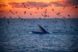 Cá voi săn mồi dưới bình minh tuyệt đẹp ở biển Gia Lai