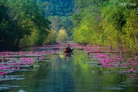 Ngắm suối Yến rực tím hoa súng điểm checkin mùa thu không thể bỏ lỡ