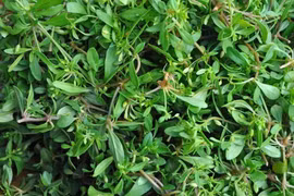 Loại rau từng bị chê nay có giá 90.000 đồng/kg, vẫn được săn lùng