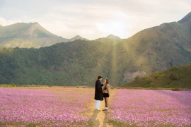 Mùa hoa cánh bướm ở Tà Xùa, lựa chọn mới cho du khách mê thiên nhiên