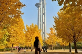 'Săn' mùa thu vàng ở Bắc Kinh, chọn tour nào để trọn vẹn hành trình?
