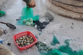 Trải nghiệm luộc trứng giữa thiên nhiên tại suối nước nóng Hội Vân