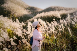 ‘Săn’ cỏ lau Bình Liêu, chọn tour nào để tận hưởng cảnh sắc tuyệt đẹp