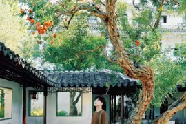 Cây lựu trăm tuổi đỏ rực giữa trời thu Tô Châu hút du khách thập phương