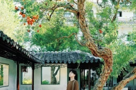 Cây lựu trăm tuổi đỏ rực giữa trời thu Tô Châu hút du khách thập phương