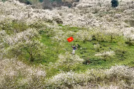 Hoa mận nở trắng Mộc Châu, gọi mùa xuân về trên cao nguyên