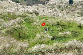 Hoa mận nở trắng Mộc Châu, gọi mùa xuân về trên cao nguyên