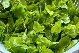 Bí quyết cải thiện mất ngủ bằng rau lạc tiên an toàn, lành tính