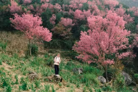 Bỏ túi kinh nghiệm 'săn' hoa Tớ Dày giữa núi rừng Mù Cang Chải