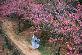 Du xuân lên Lùng Cúng, ngắm đào nở giữa thung lũng mây