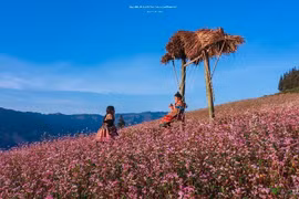 Tuyên Quang vào mùa tam giác mạch biển hoa tím hồng mê hoặc du khách
