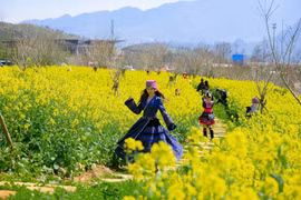 Sắc vàng hoa cải phủ kín triền núi dưới chân Fansipan, hút khách check-in