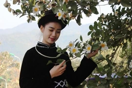 Không ít du khách kết hợp thăm các điểm đến nổi bật như sống lưng khủng long, đường tuần tra biên giới, thác Khe Vằn hay dạo chợ phiên trong sương sớm. Hành trình khám phá Bình Liêu mùa hoa sở vì thế không chỉ khép lại bằng khung cảnh mộng mị của rừng hoa, mà còn đọng lại trong ký ức về một miền văn hóa đậm đà bản sắc. Ảnh Báo Vietnamnet