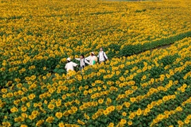 Bí kíp sống ảo cực 'cháy' giữa biển hoa hướng dương rực rỡ ở Nghệ An