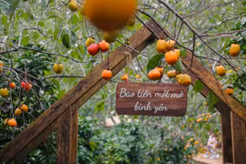 'Săn' mùa hồng Đà Lạt, chọn tour nào hợp túi tiền?