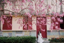 Khách Việt chuộng Đà Lạt du xuân Tết, Nhật Bản dẫn đầu tour xuất ngoại