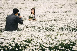 Cúc họa mi Hà Nội nở rộ, hút các nàng thơ check-in mùa đông