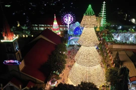 Cây thông nón lá độc đáo cao 35 m tại Đồng Nai thu hút du khách dịp Noel