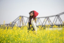 Hoa cải nở rộ ở bến Phúc Xá, hút nàng thơ tới check-in