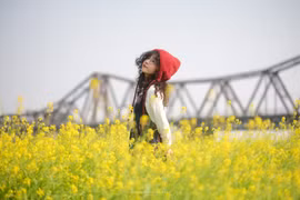 Hoa cải nở rộ ở bến Phúc Xá, hút nàng thơ tới check-in