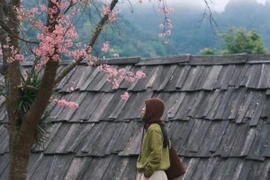 Ngắm hoa anh đào khoe sắc trên rẻo cao Nghệ An